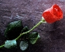 imagine de dragoste cu trandafir